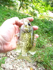 Ambloplites constellatus