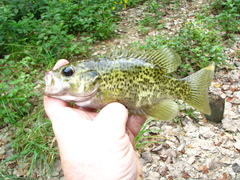 Ambloplites constellatus