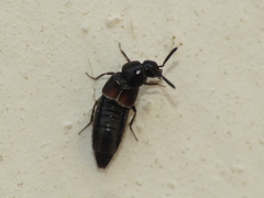 Aleochara bipustulata