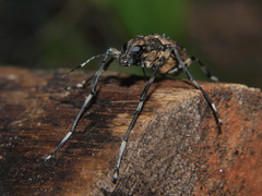 Chirotenon longimanus