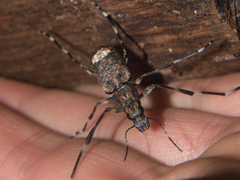 Chirotenon longimanus