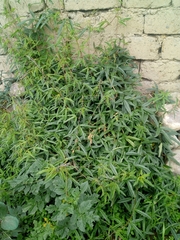 Passiflora pinnatistipula