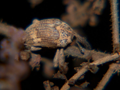 Sternuchopsis