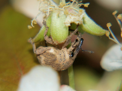 Sternuchopsis