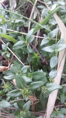 Opercularia ovata