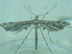 Amblyptilia punctidactyla