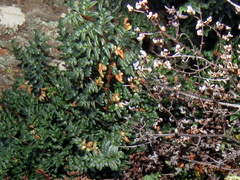 Cheilanthes quadripinnata