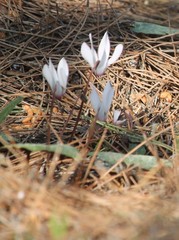 Cyclamen rhodium rhodium