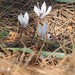 Cyclamen rhodium rhodium - Photo (c) expatp, some rights reserved (CC BY-NC)