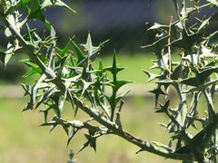 Colletia paradoxa