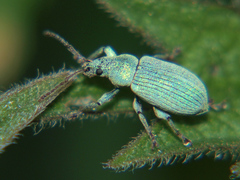 Phyllobius virideaeris