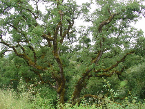 Portuguese oak