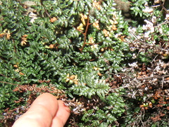 Cheilanthes quadripinnata