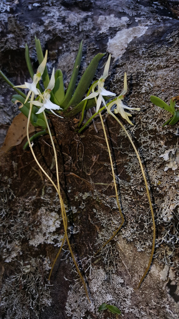 Jumellea densefoliata