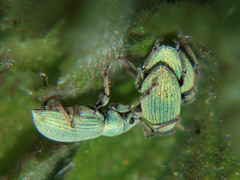 Phyllobius virideaeris