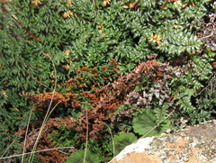 Cheilanthes quadripinnata