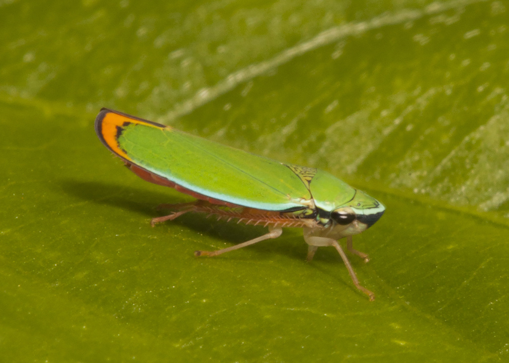 Graphogonalia clypealis