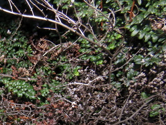 Cheilanthes quadripinnata