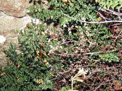 Cheilanthes quadripinnata