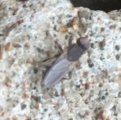 Orygma luctuosum