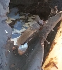 Orygma luctuosum