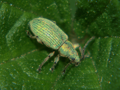 Phyllobius roboretanus