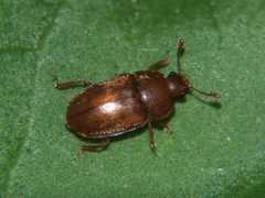 Epuraea aestiva
