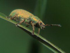 Phyllobius roboretanus