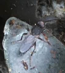 Orygma luctuosum