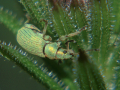 Phyllobius roboretanus