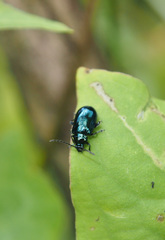 Altica cyanea