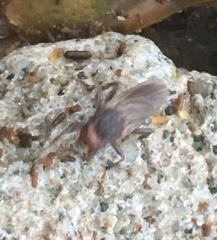 Orygma luctuosum
