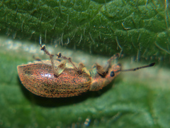 Phyllobius pyri