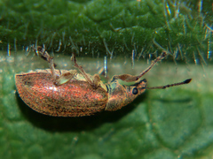 Phyllobius pyri
