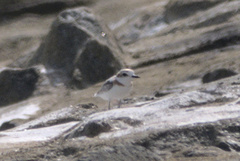 Charadrius peronii