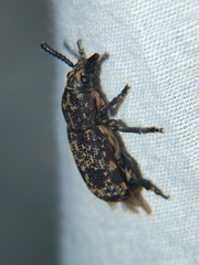 Xylinada