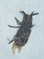 Xylinada