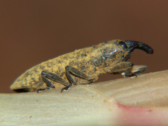 Gasteroclisus