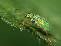 Polydrusus pterygomalis