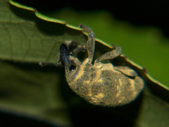 Sternuchopsis