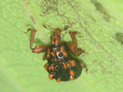 Phymatopsinus pustula
