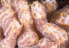 Botrylloides magnicoecus