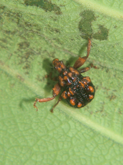 Phymatopsinus pustula