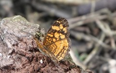 Anthanassa frisia