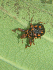Phymatopsinus pustula