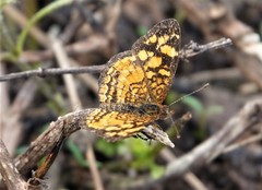 Anthanassa frisia