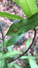 Harmonia axyridis