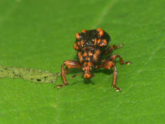 Phymatopsinus pustula