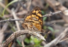 Anthanassa frisia