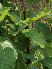Phymatopsinus pustula
